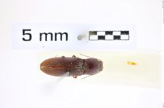 Foto (Dorsalansicht) von Dicronychus consentaneus (NHMW-ZOO-COL-0008285)